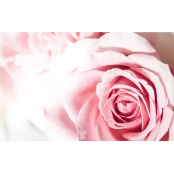 Natural Pink Rose 